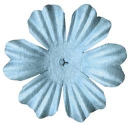 Fleurs primula Whirlpool - Bazzil