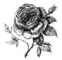 Tampon clear ROSE - Pandore