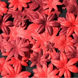 Fleurs FLORIPETAL FRAISE-FRAMBOISE