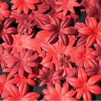 Fleurs FLORIPETAL FRAISE-FRAMBOISE
