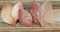 Feuilles CALCUTTA PECAN - Prima