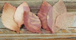 Feuilles CALCUTTA PECAN - Prima