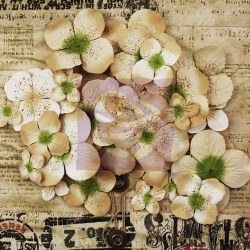 Fleurs PAINTERLY PETALS HYDRANGEAS TAN - Prima