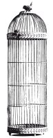 Tampon clear BIRD CAGE - Kaisercraft