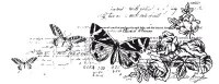 Tampon clear BOTANICAL - Kaisercraft